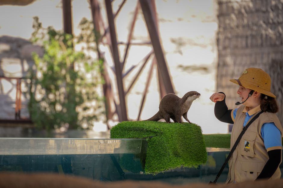 Comment devenir soigneur animalier : formation et débouchés